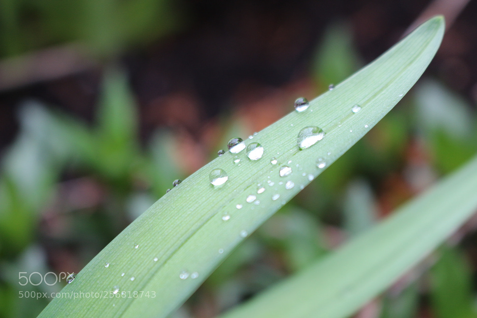 Canon EOS 700D (EOS Rebel T5i / EOS Kiss X7i) sample photo. Spring rain photography