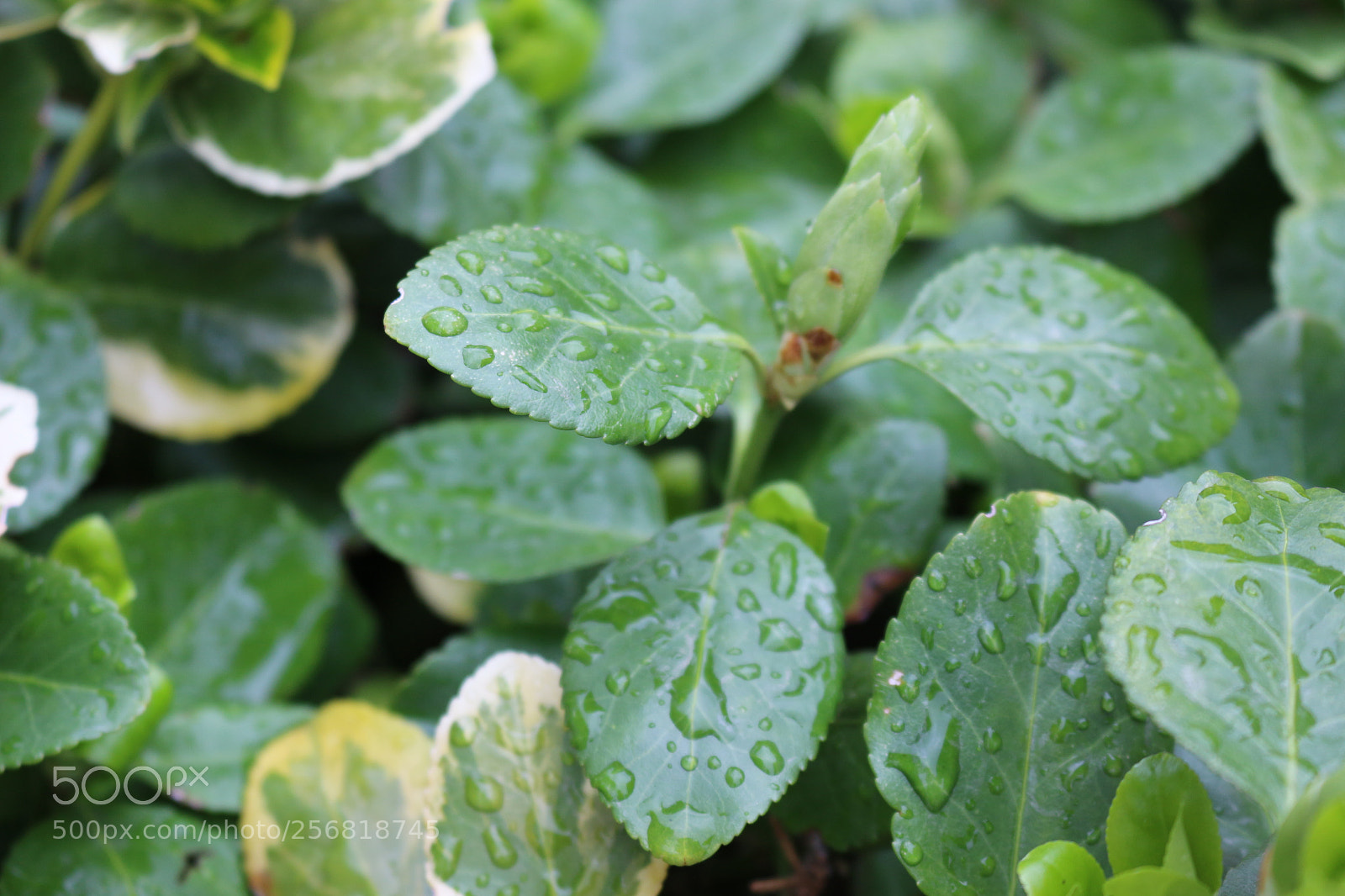 Canon EOS 700D (EOS Rebel T5i / EOS Kiss X7i) sample photo. Spring rain photography