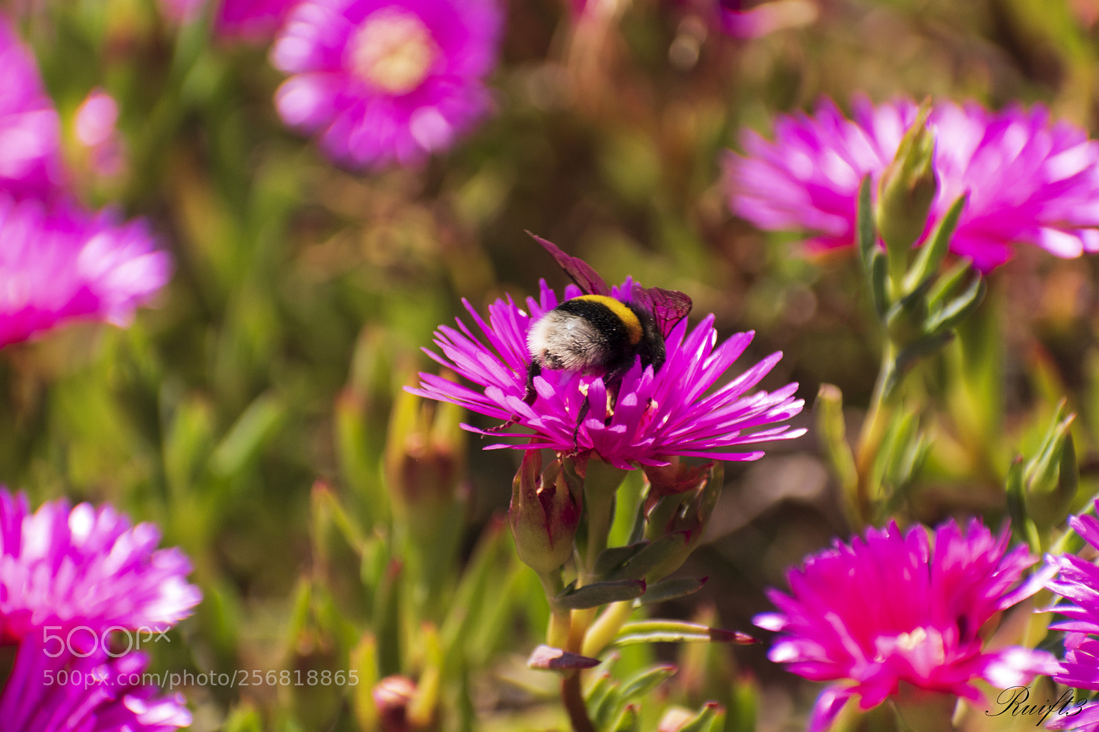 Nikon D5600 sample photo. How nice! photography