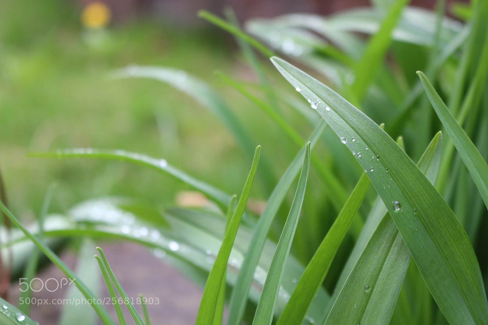 Canon EOS 700D (EOS Rebel T5i / EOS Kiss X7i) sample photo. Spring rain photography