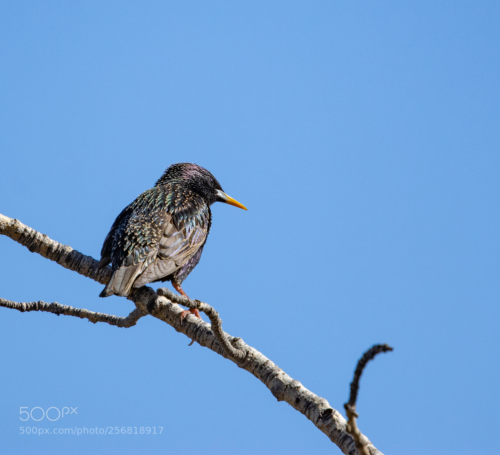 Nikon D7200 sample photo. Bird 4 photography
