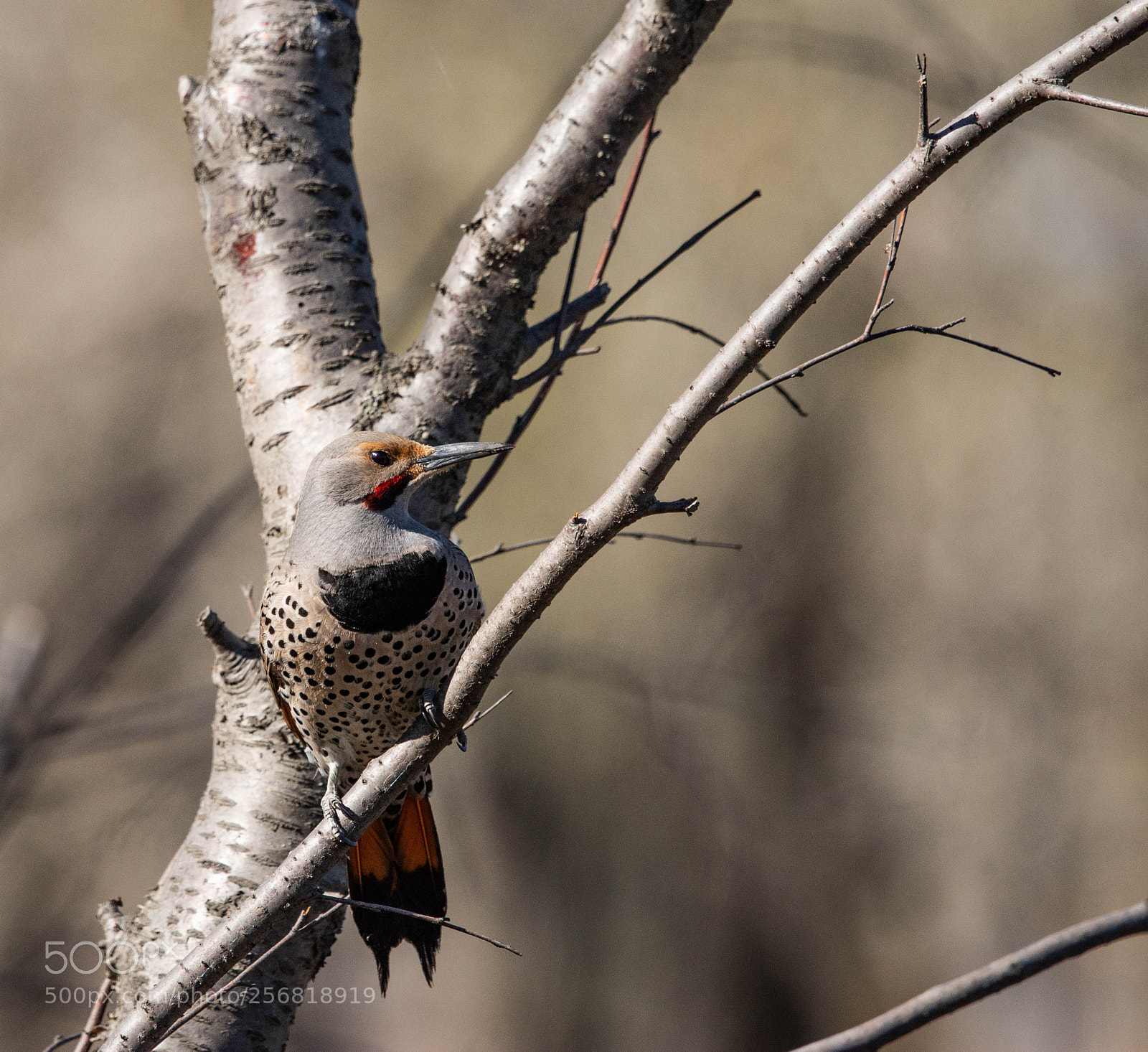 Nikon D7200 sample photo. Bird 3 photography