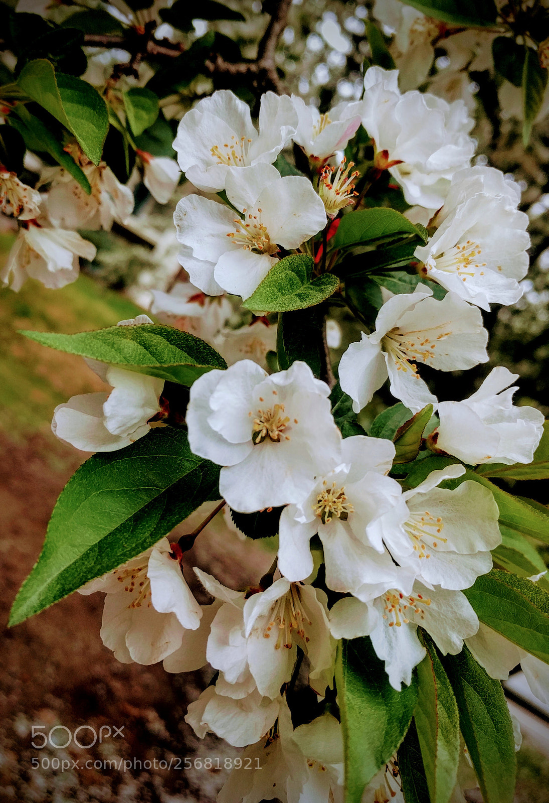 LG Nexus 5X sample photo. Spring time photography