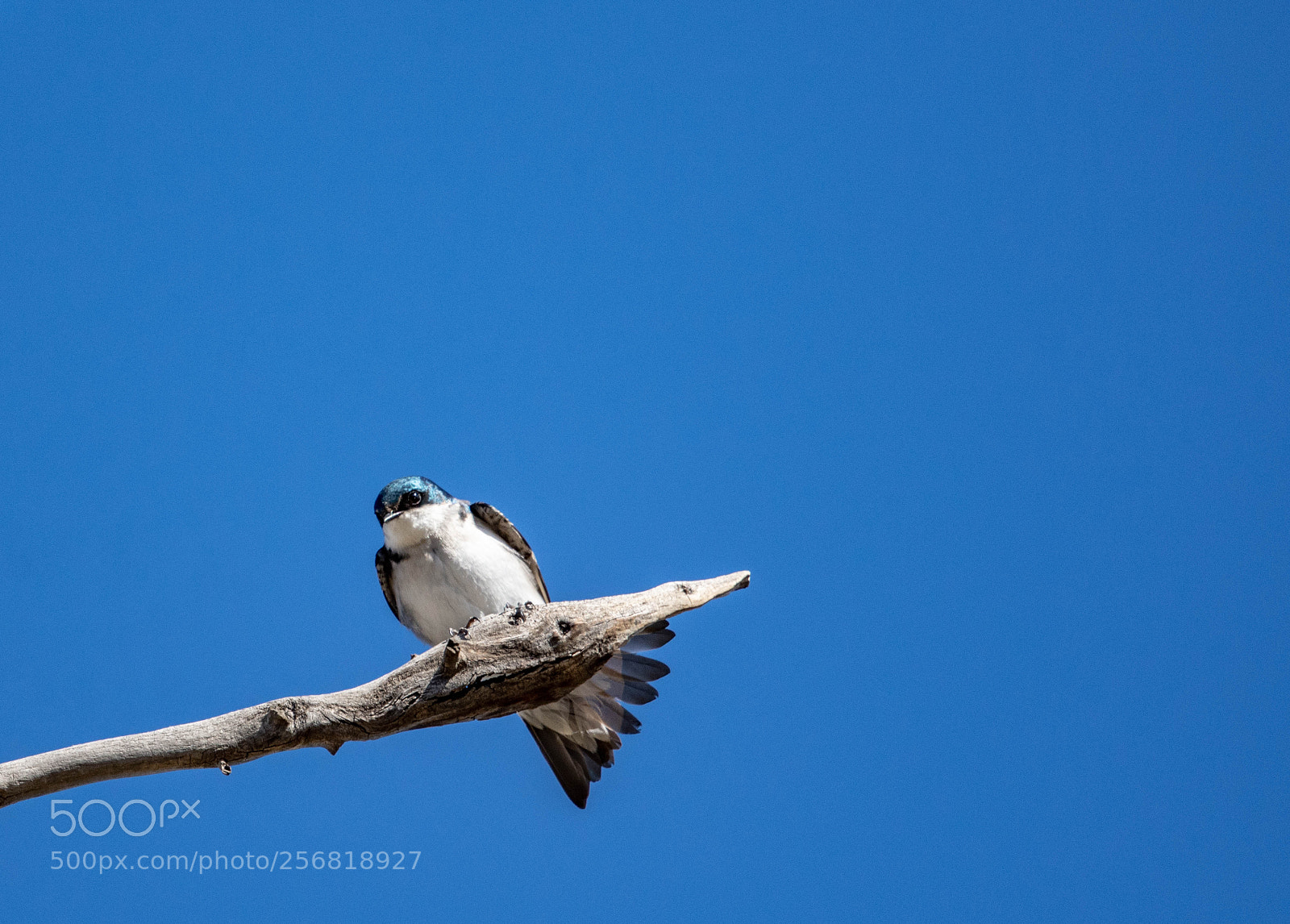 Nikon D7200 sample photo. Bird 2 photography