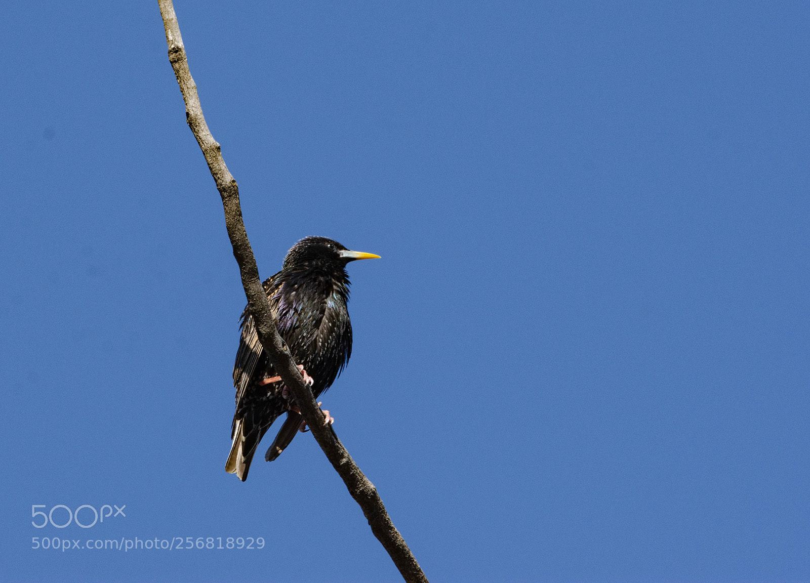 Nikon D7200 sample photo. Bird1 photography