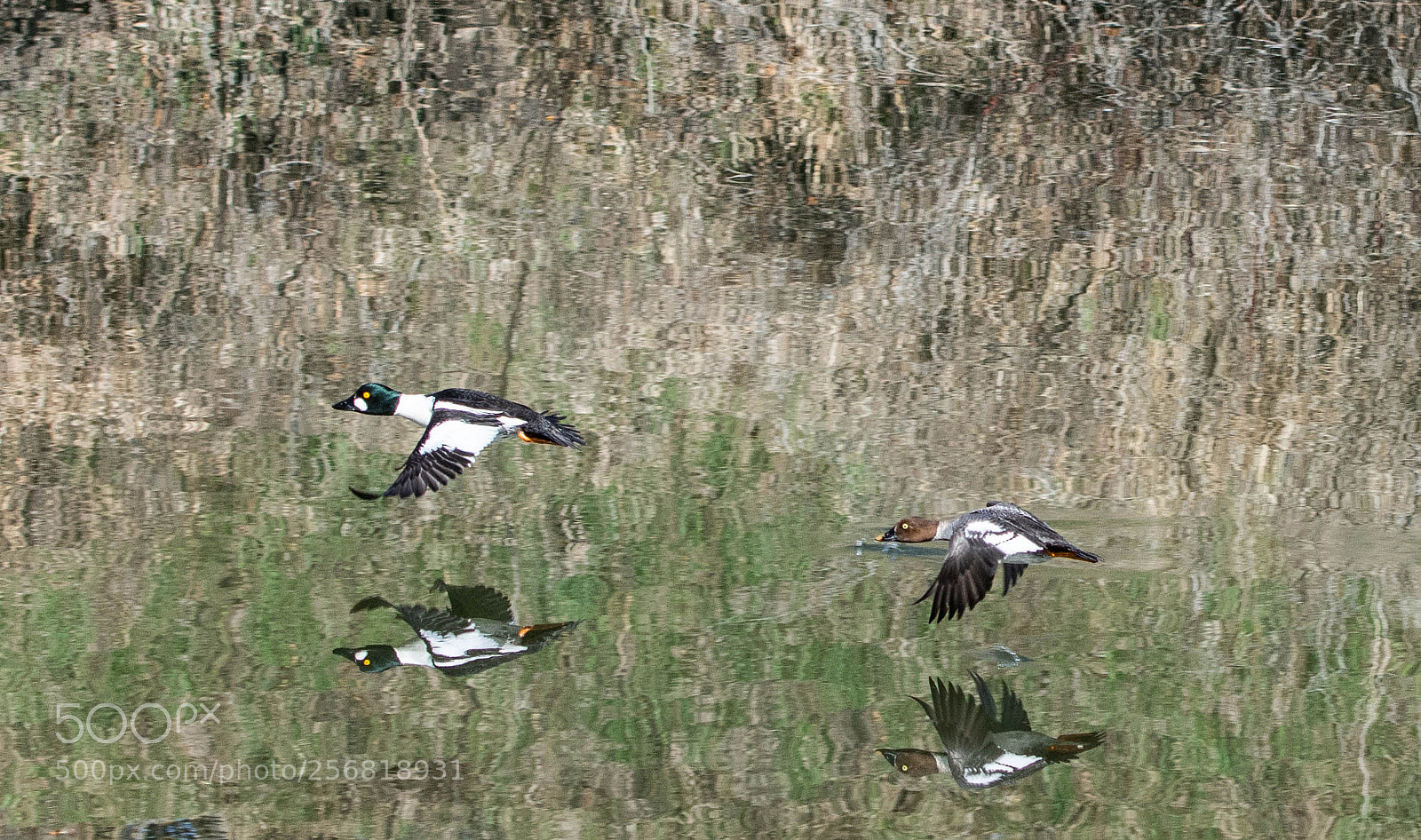 Nikon D7200 sample photo. Duck reflection photography
