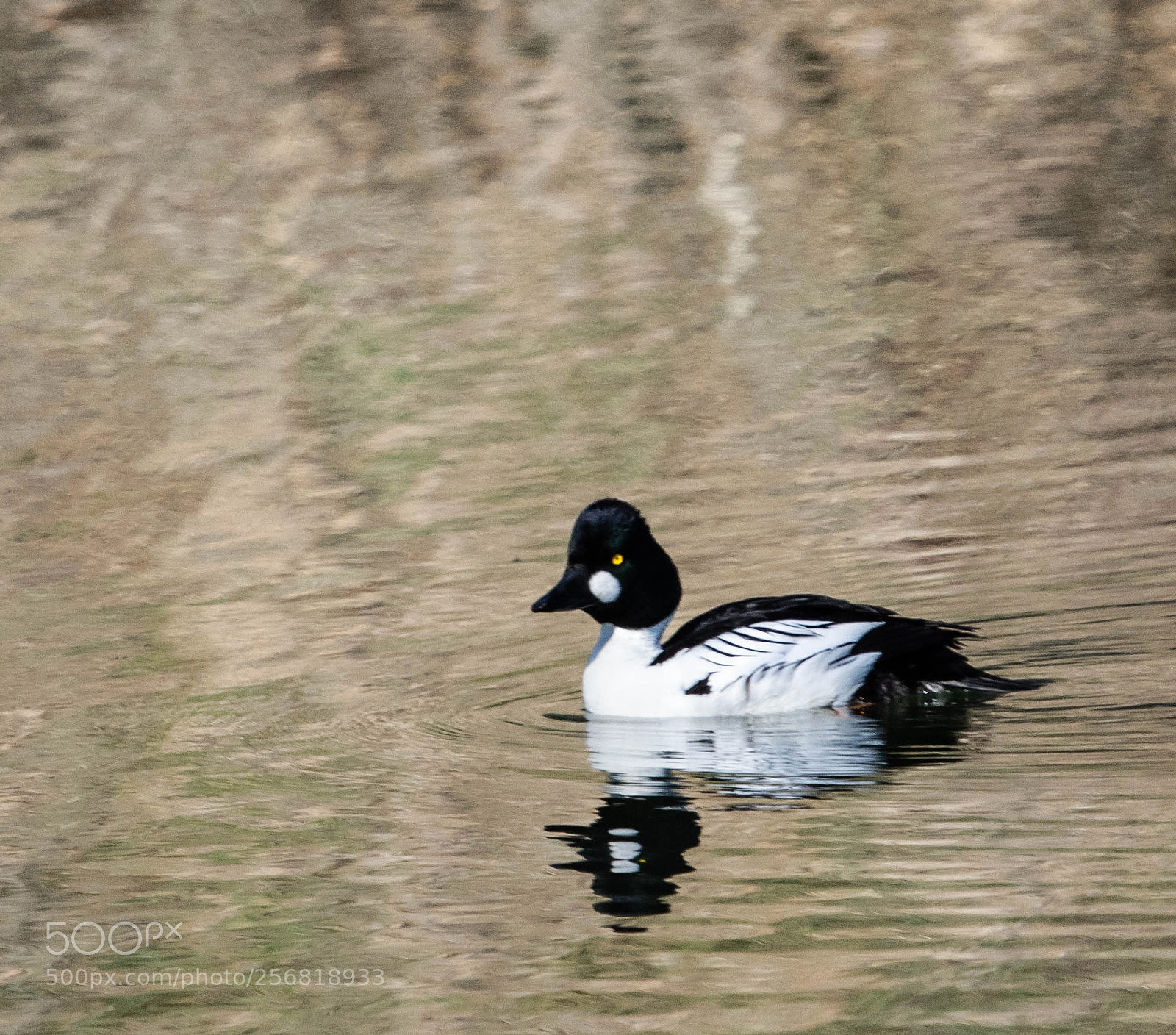 Nikon D7200 sample photo. Duck photography