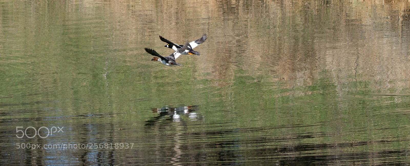 Nikon D7200 sample photo. Ducks in flight photography