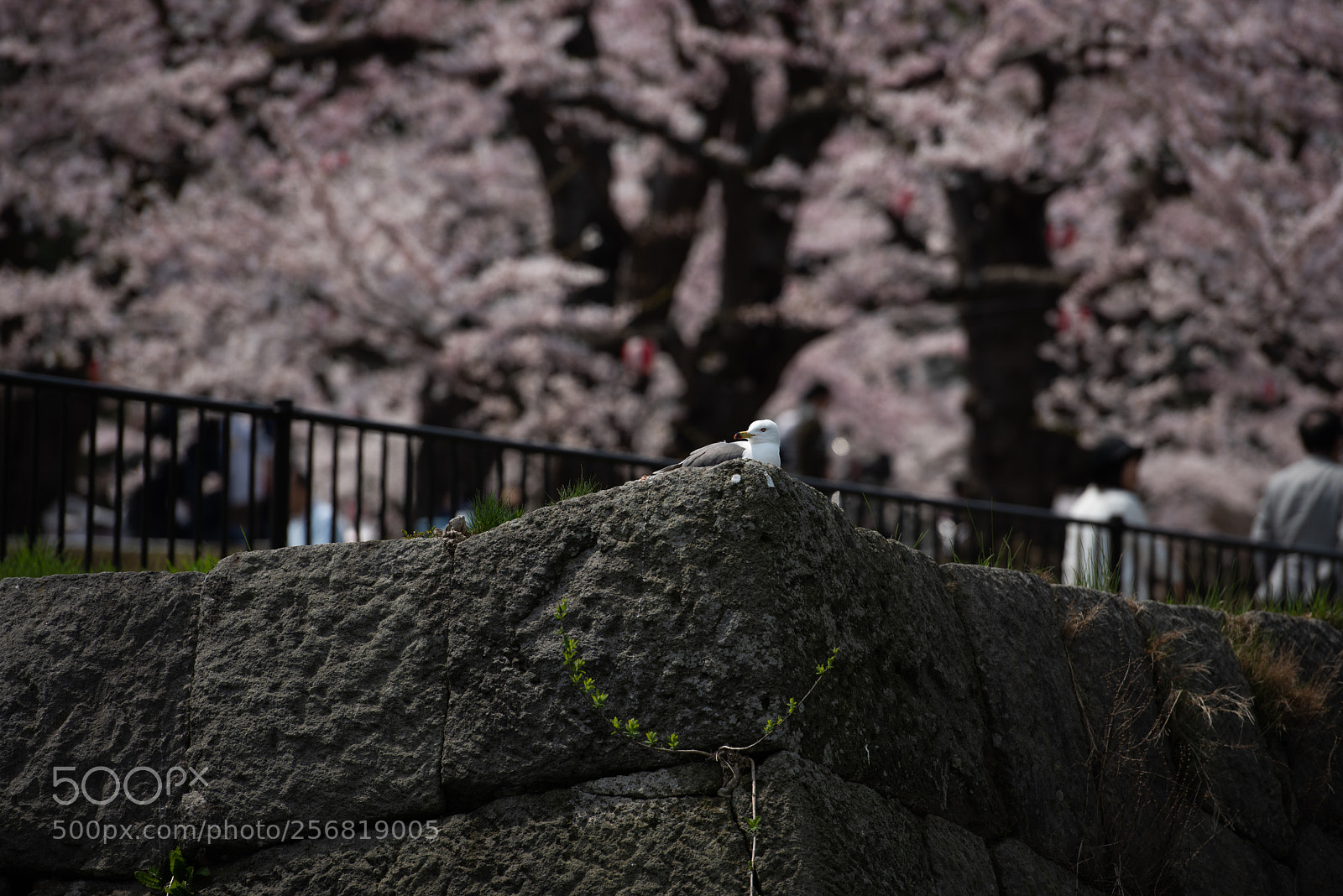 Nikon D810 sample photo. Break time photography