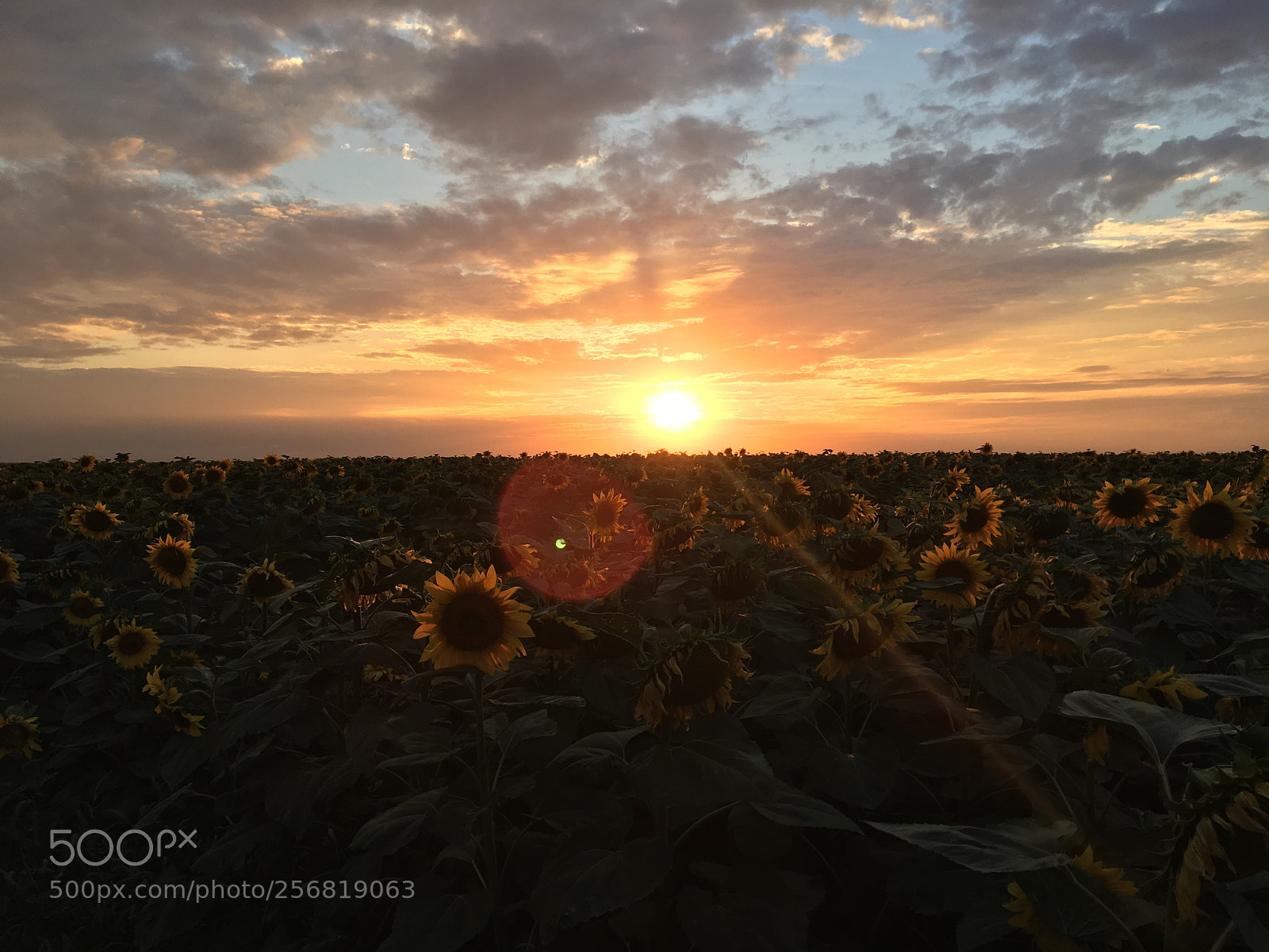 Apple iPhone 6s sample photo. Закат с подсолнухами photography