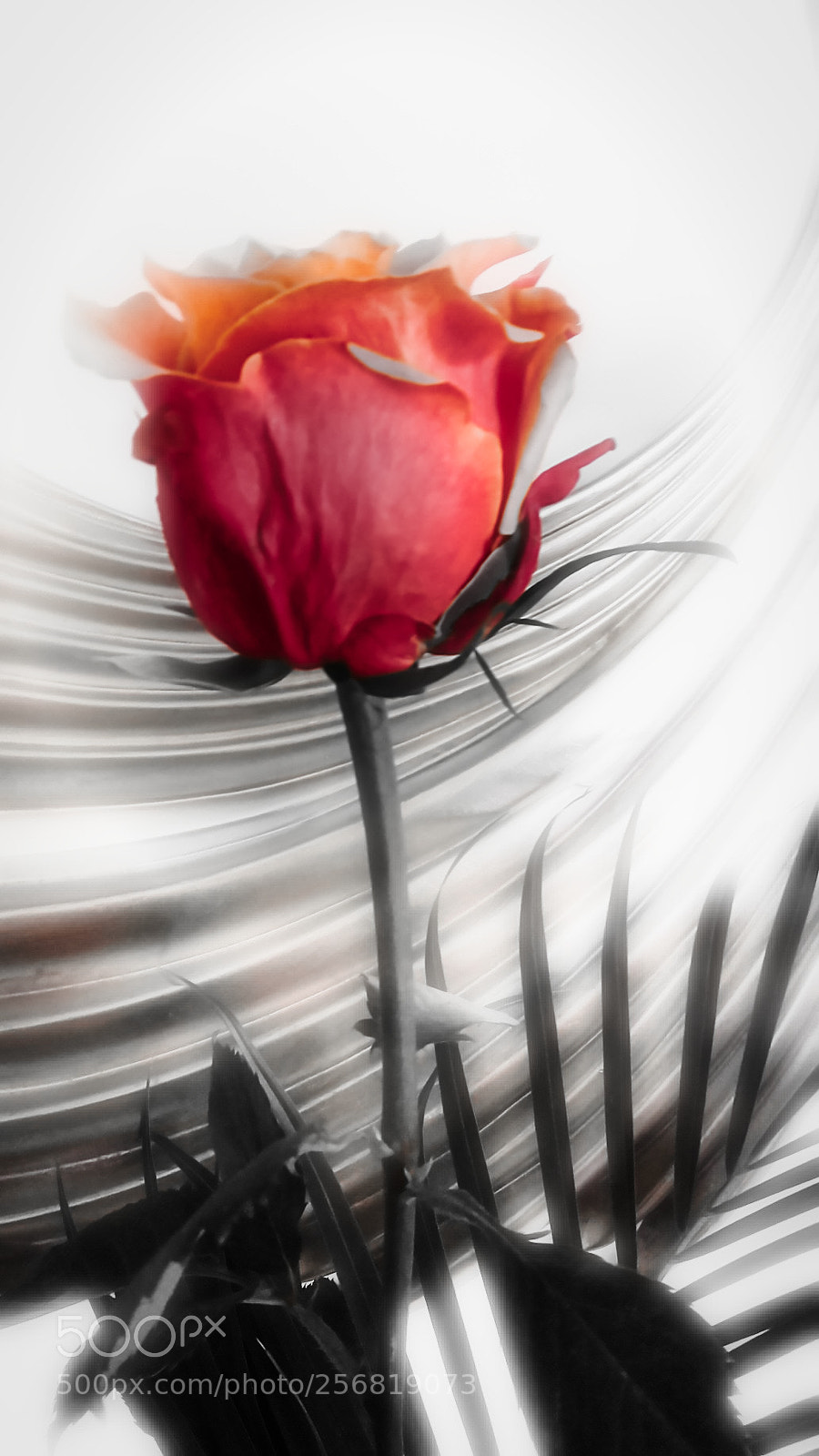 Samsung Galaxy Grand Prime sample photo. Rose miroir photography