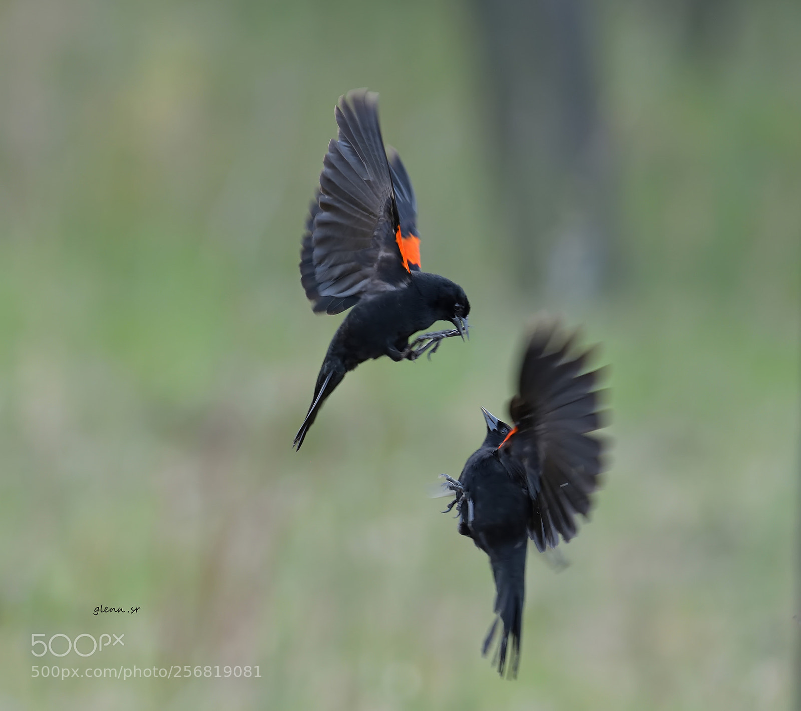 Nikon D850 sample photo. Red-winged blackbird photography