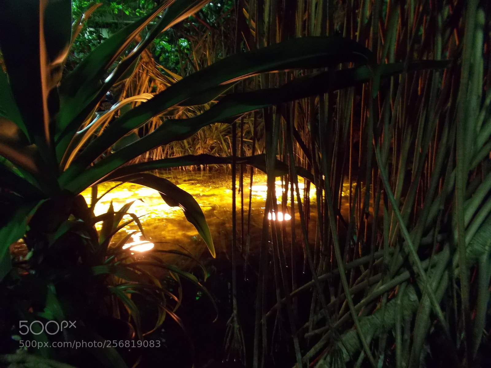 Nikon Coolpix L31 sample photo. Night in the palm photography
