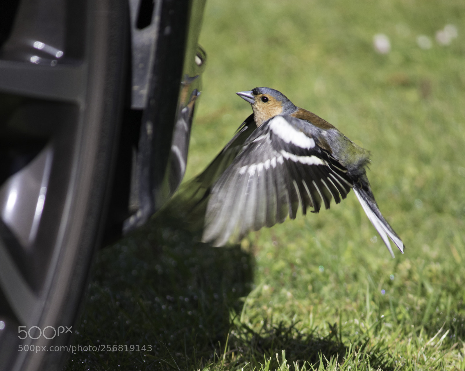 Canon EOS 7D Mark II sample photo. Chaffinch attacks reflection on photography