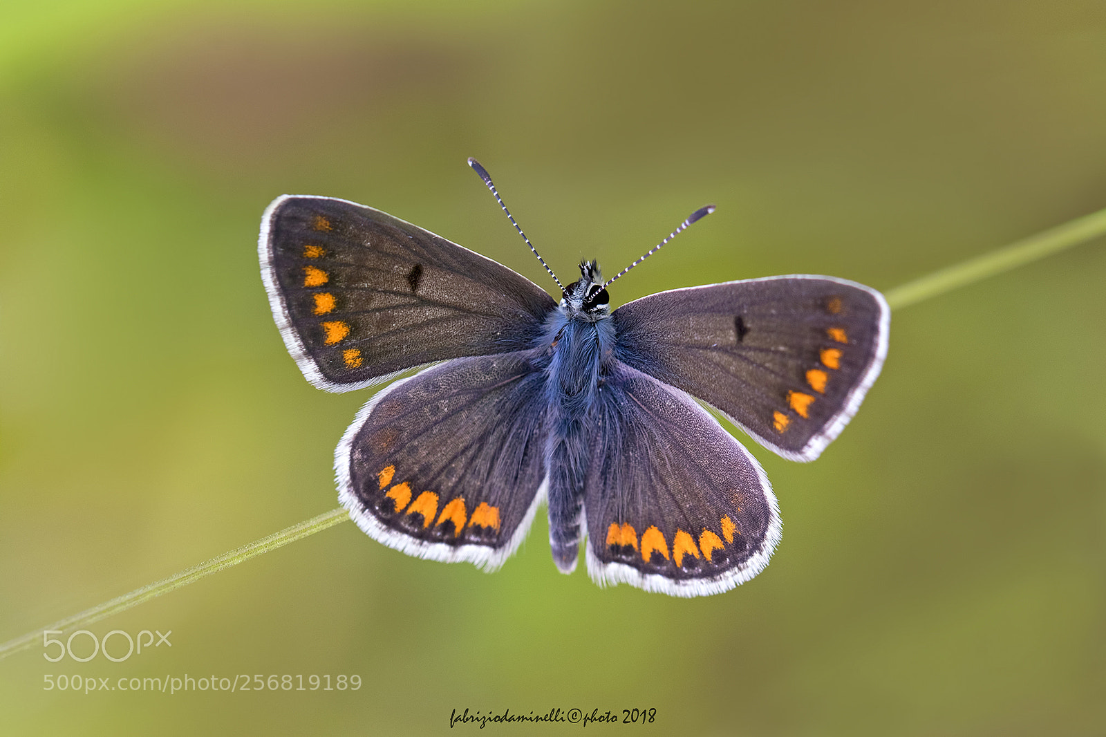 Canon EOS 7D Mark II sample photo. Common blue - female photography