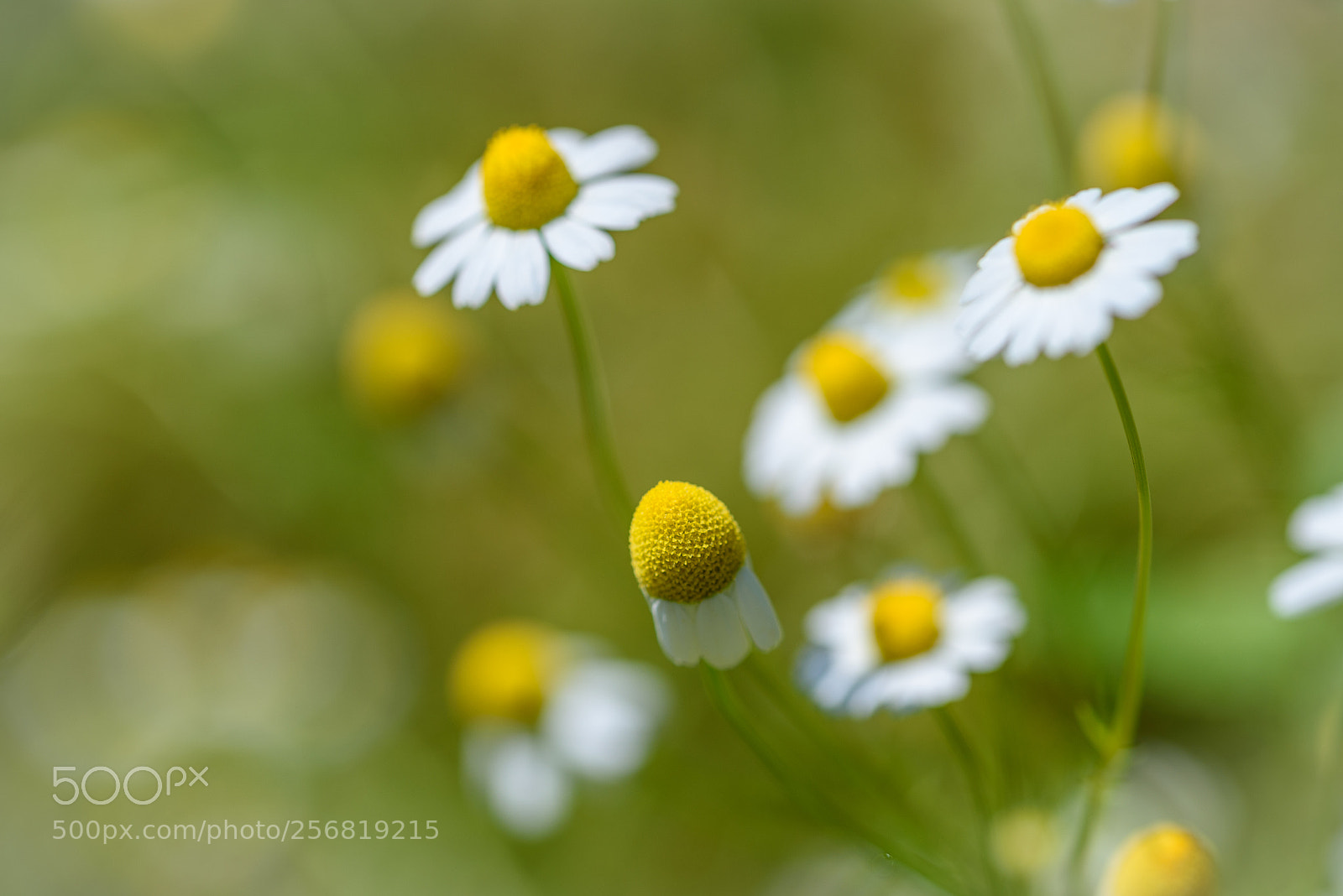 Nikon D750 sample photo. Daisies photography