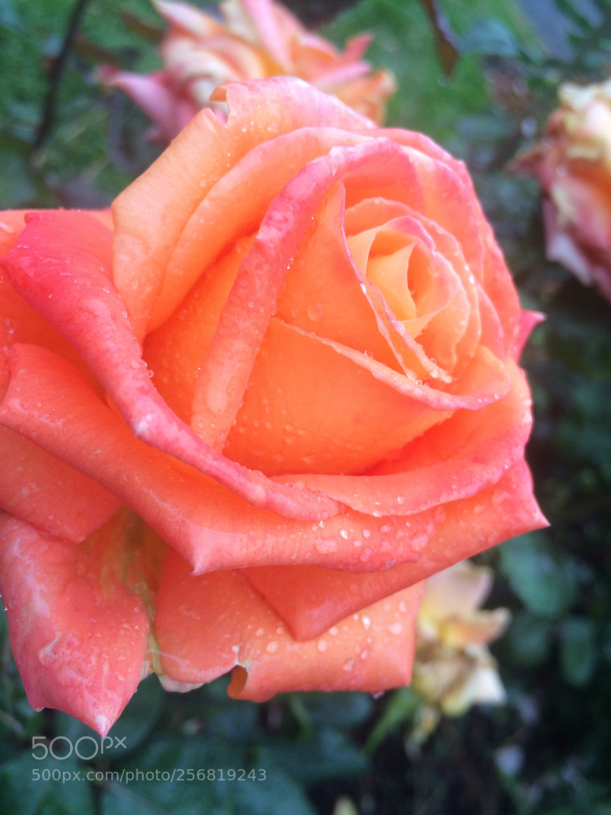 Apple iPhone 5s sample photo. Rose photography