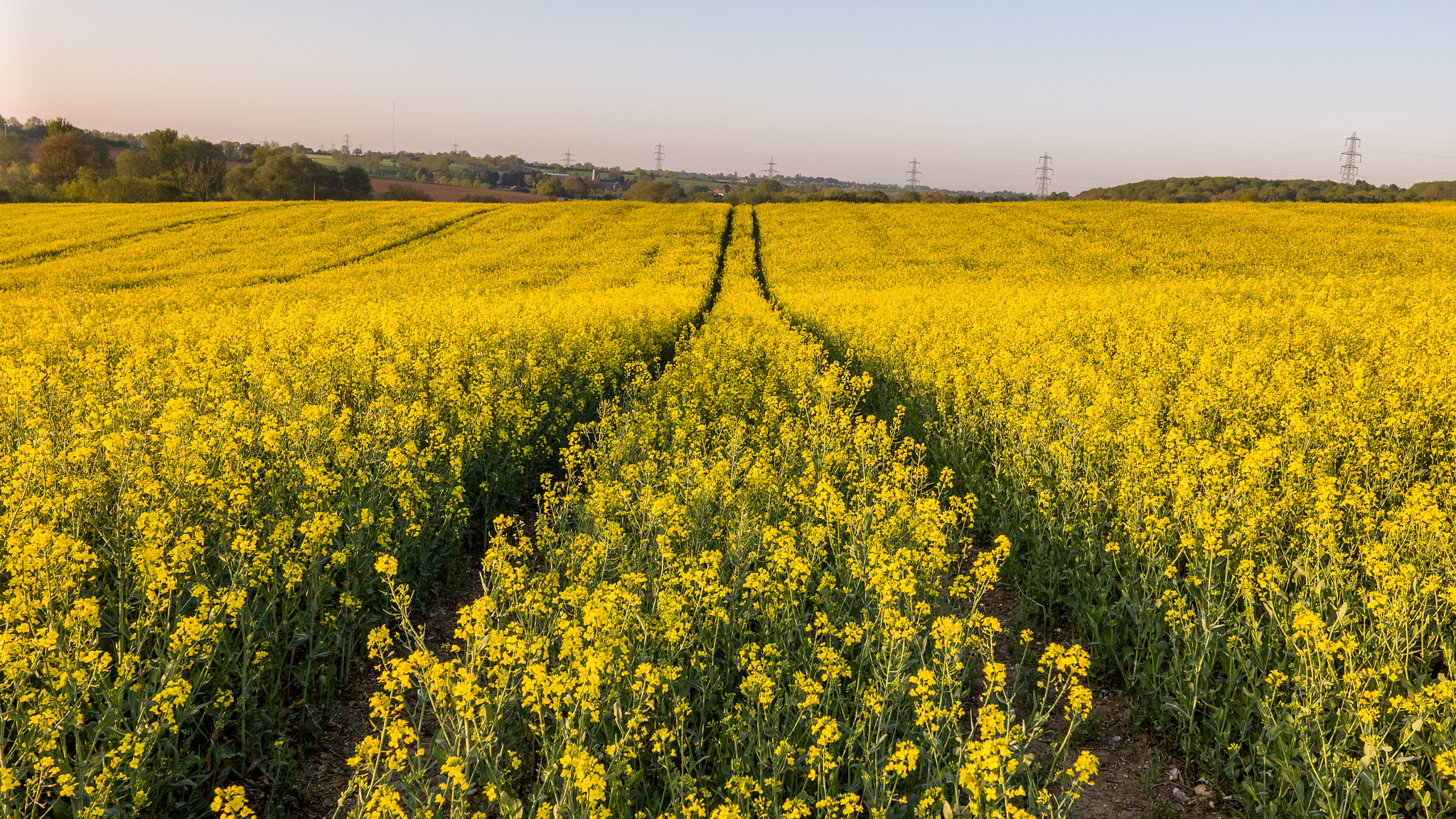 Leica CL sample photo. Fields of gold photography