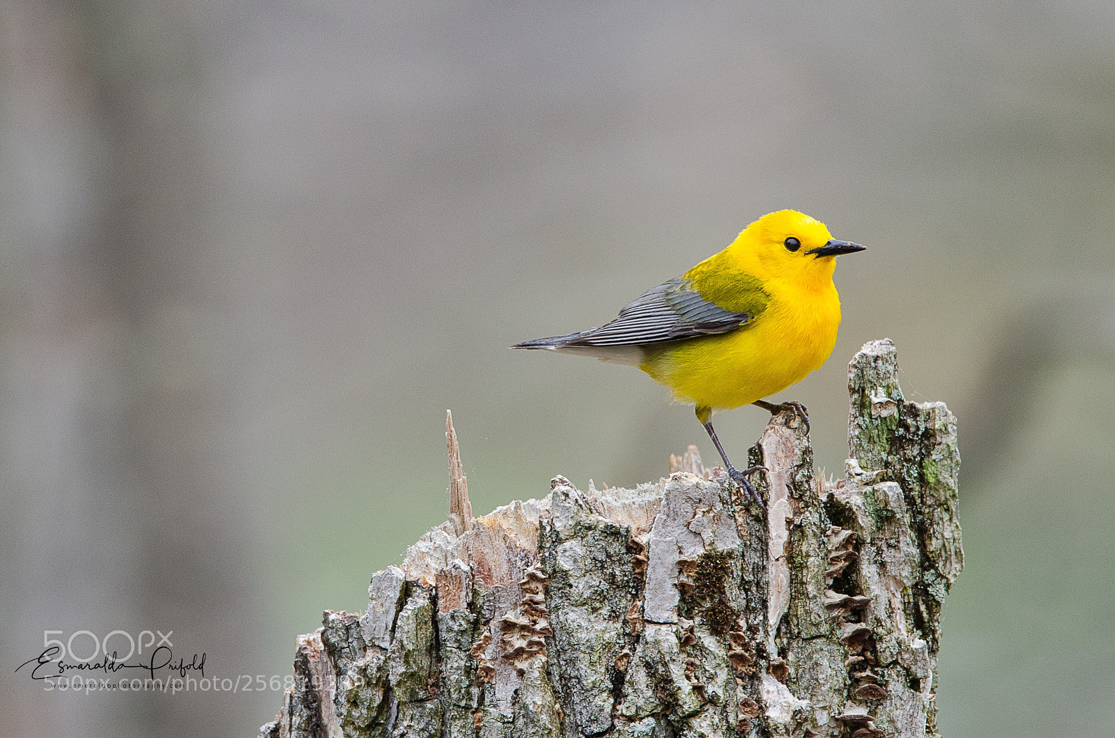 Nikon D7000 sample photo. Prothonotary warbler  photography