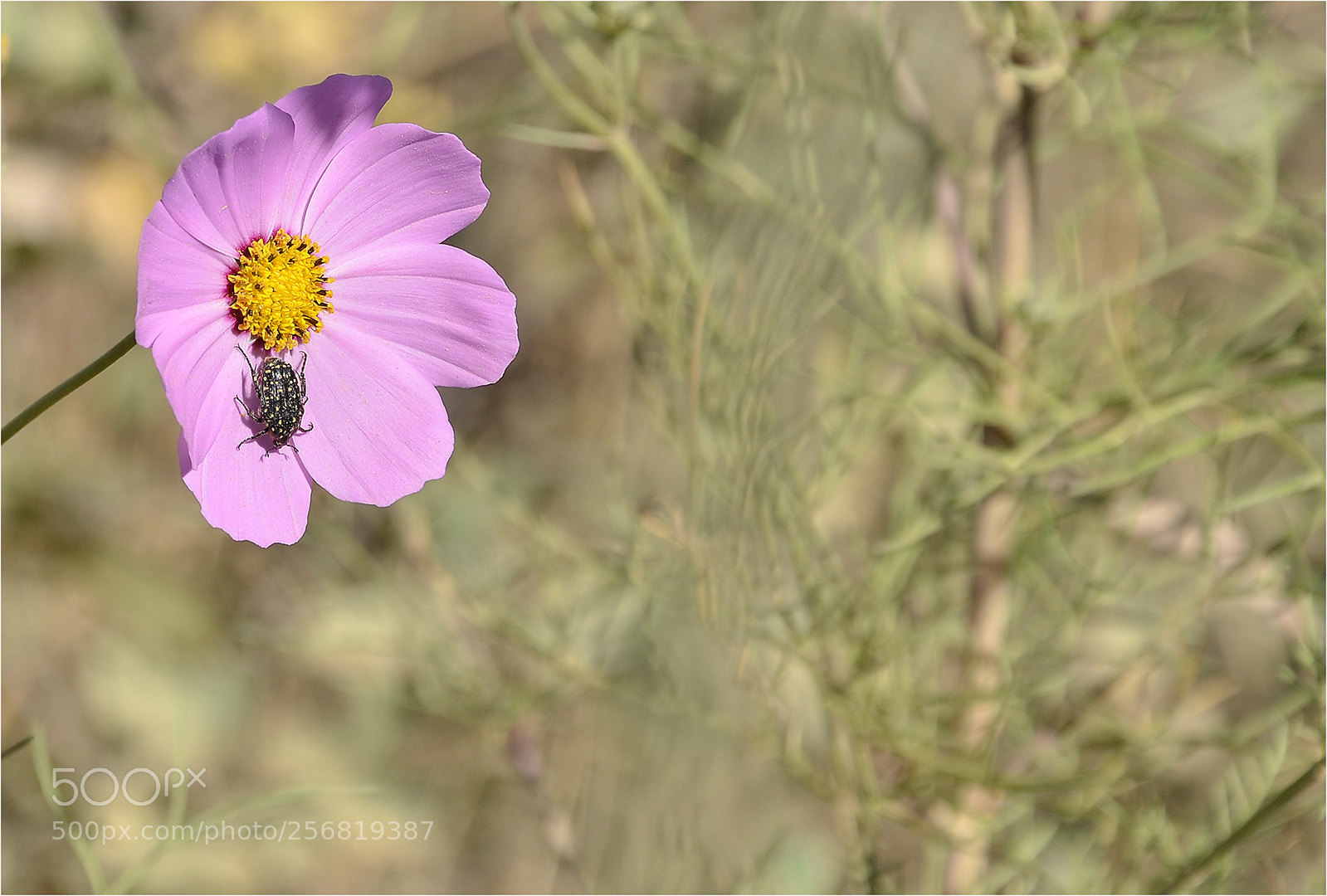 Nikon D7000 sample photo. Cosmos visitor photography