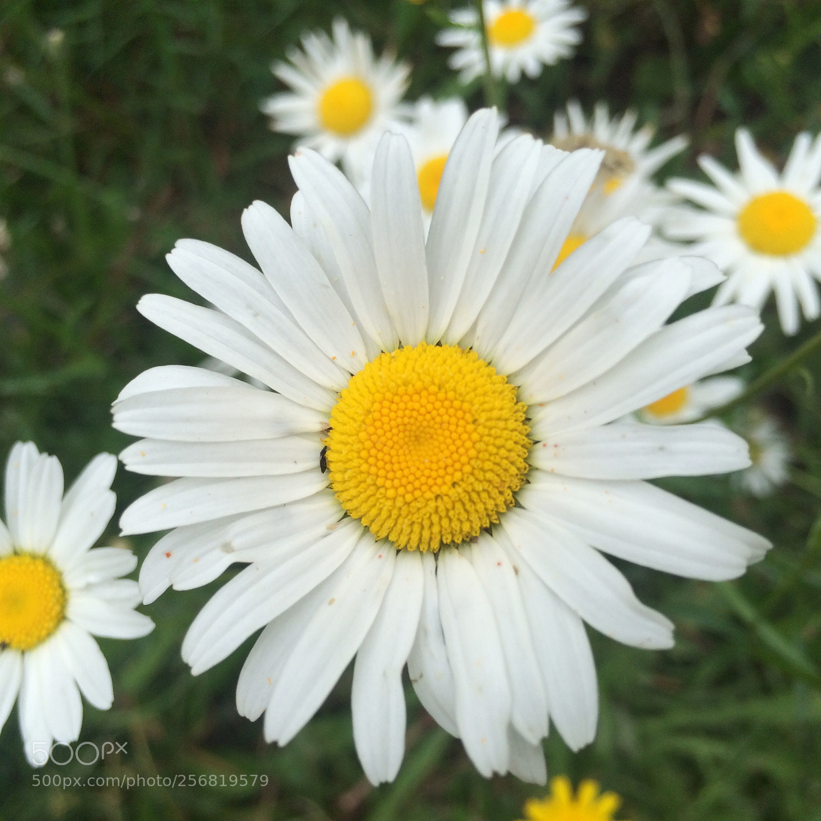 Apple iPhone 5s sample photo. Daisy photography