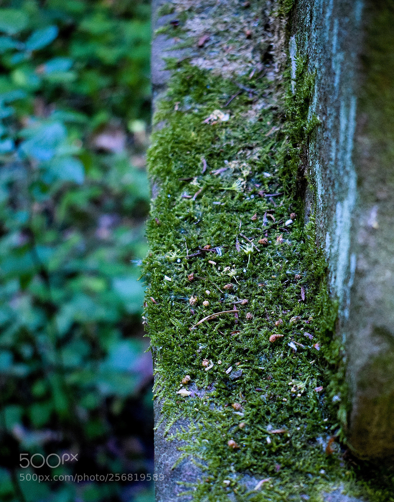 Nikon D3300 sample photo. Dsc photography