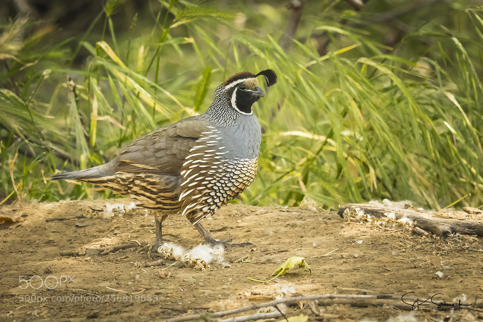 Nikon D850 sample photo. California quail photography