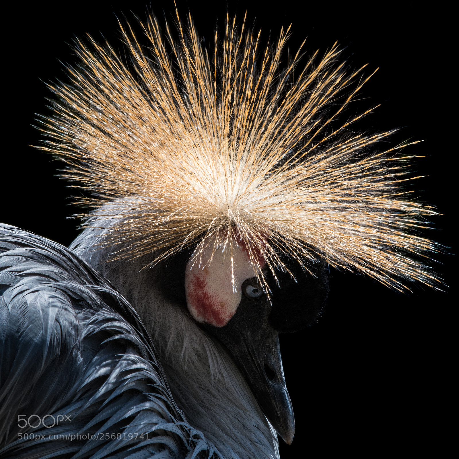 Nikon D500 sample photo. West african crowned crane photography