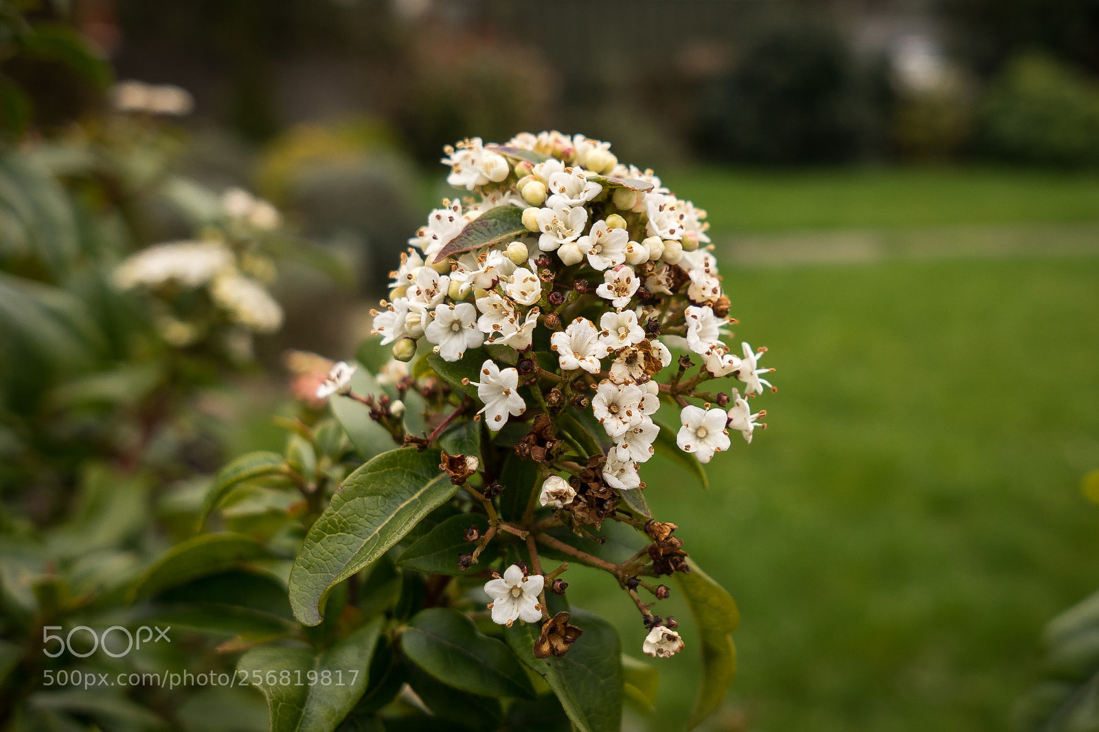 Sony a7 sample photo. Flower photography