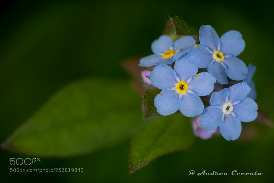 Nikon D7100 sample photo. Blue dolomite flowers photography