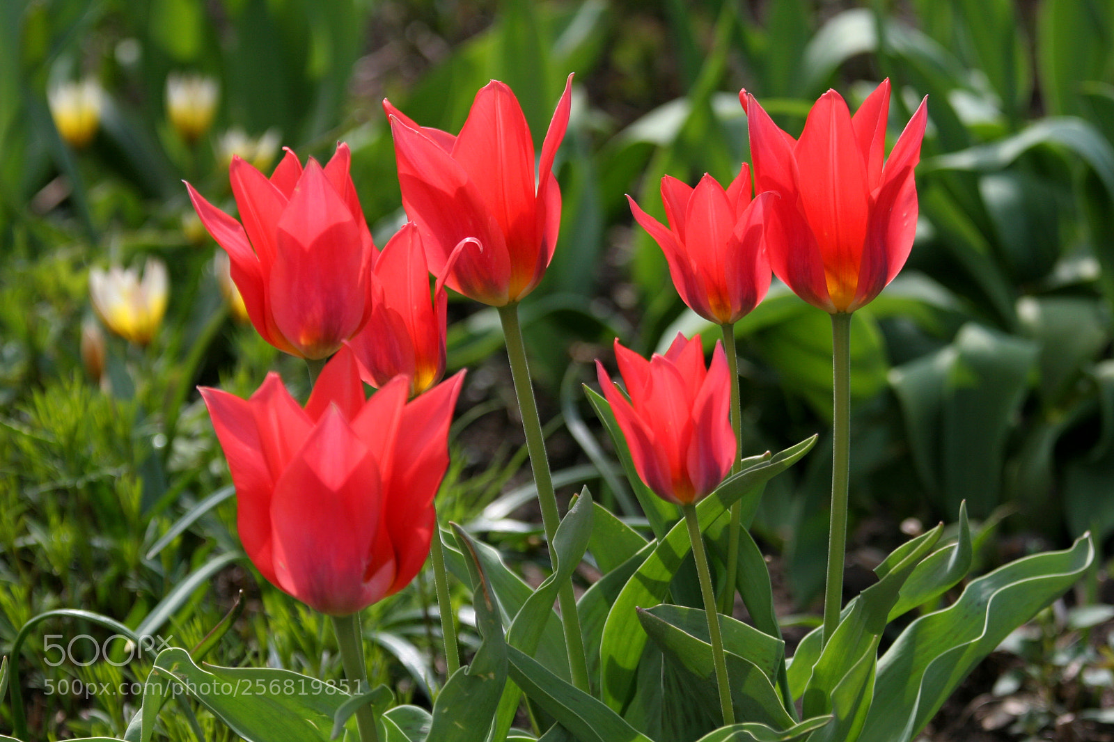 Canon EOS 20D sample photo. Spring 2018! photography