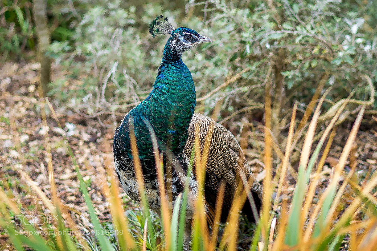 Sony a7 sample photo. Nature photography