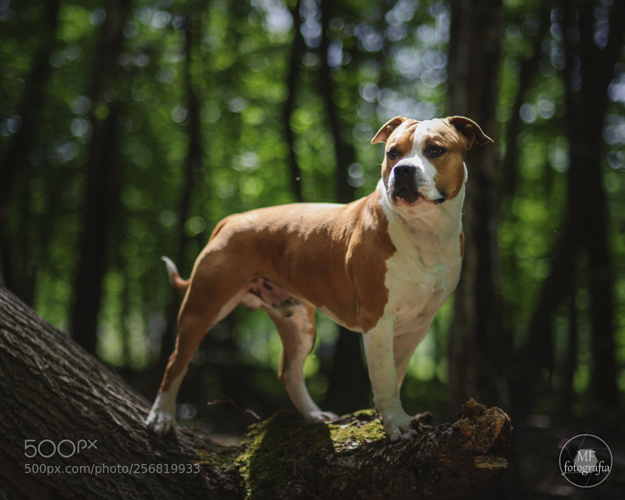 Nikon D700 sample photo. Faiter ebso lyutli gordzhes photography