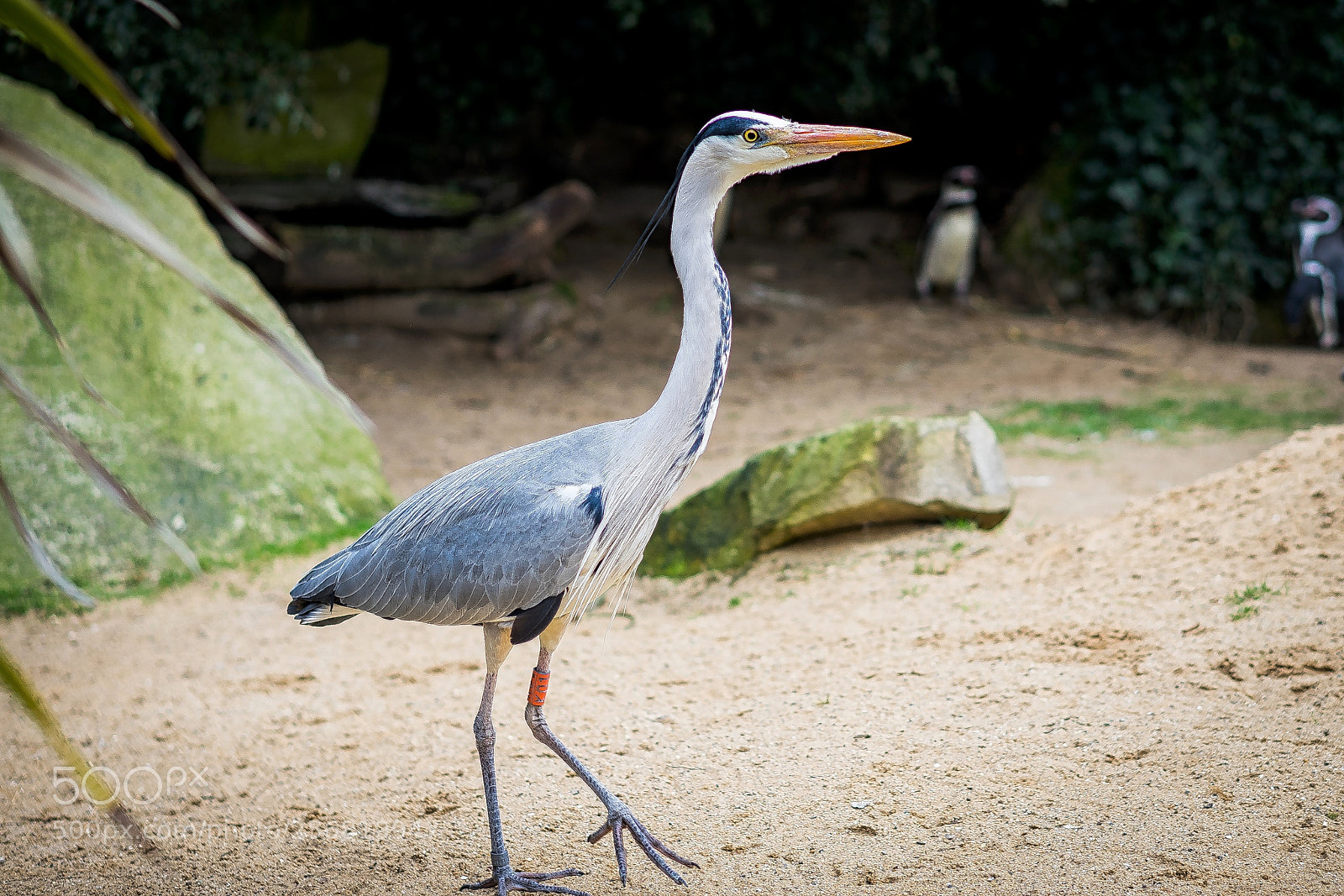 Sony a7 sample photo. Nature photography