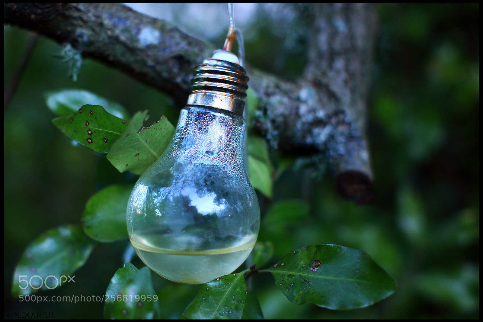 Canon EOS 5D Mark II sample photo. Liquid bulb photography