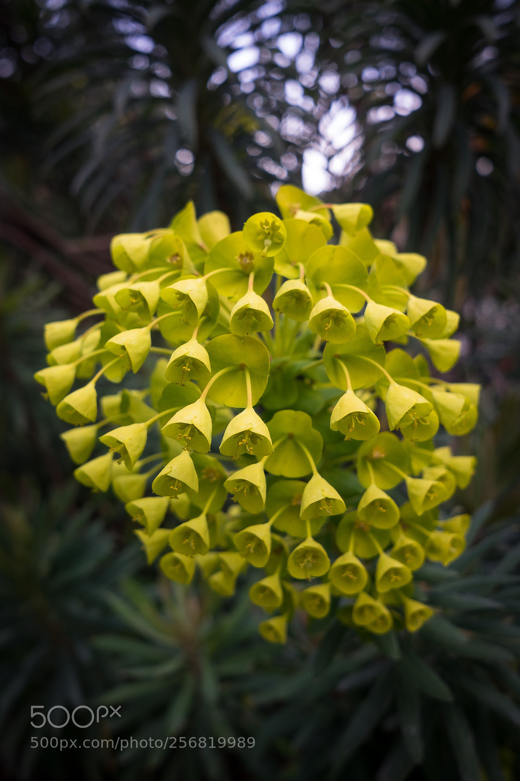 Sony a7 sample photo. Flower photography