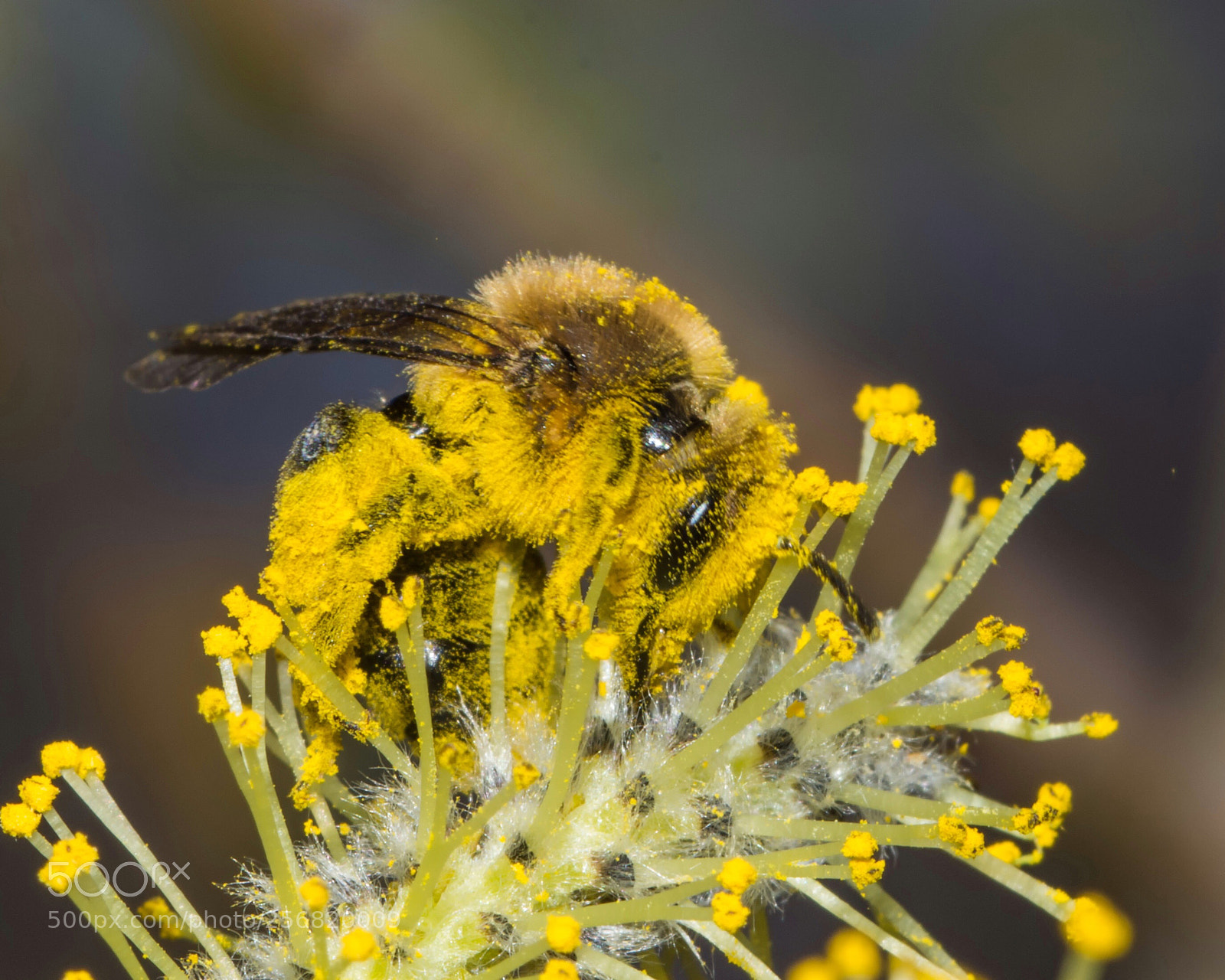 Nikon D7200 sample photo. Pollen covered photography
