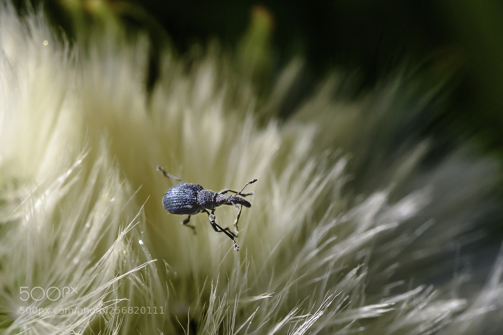 Nikon D750 sample photo. Tiny bug taking a photography
