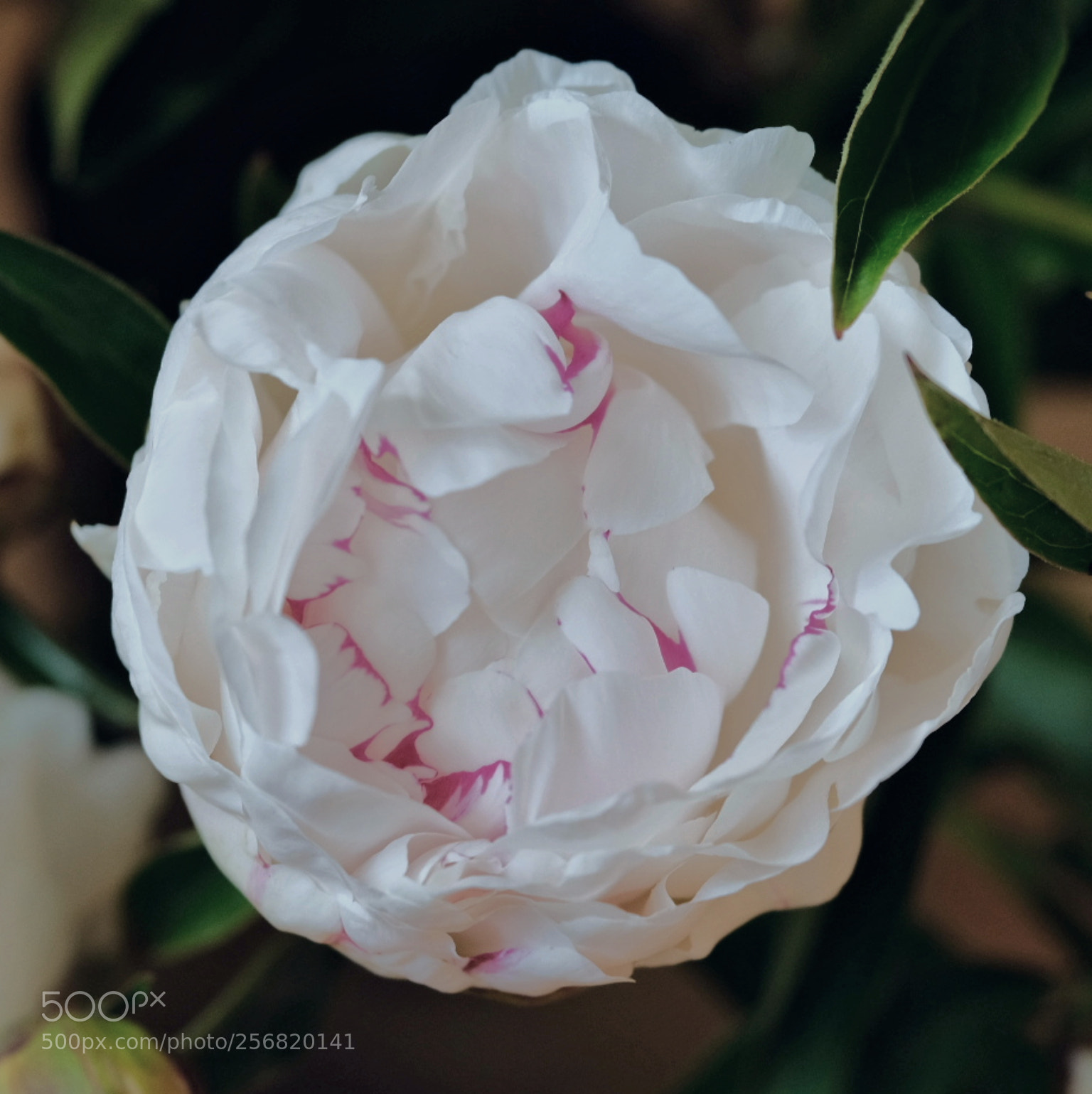 Fujifilm X-T2 sample photo. 牡丹 photography