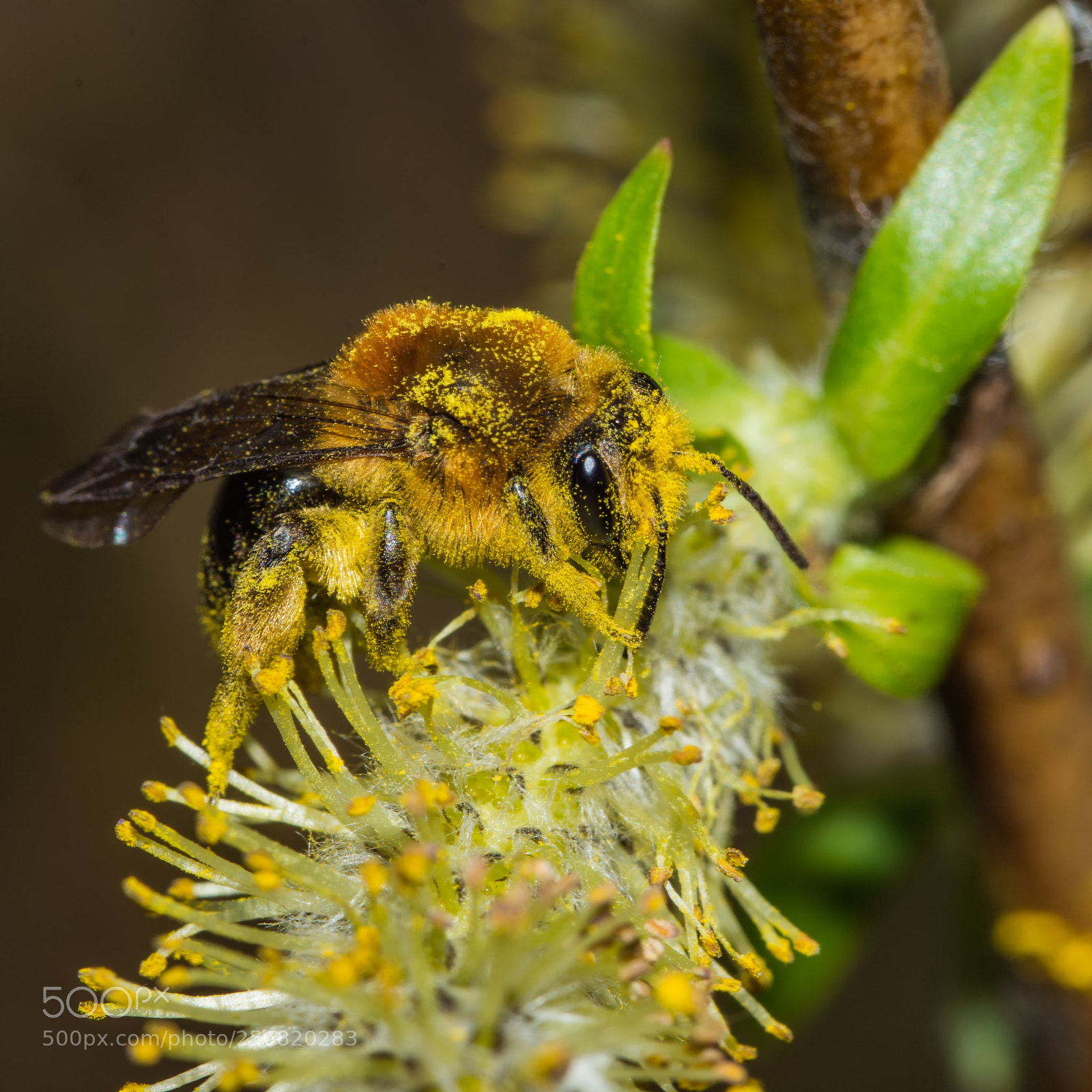 Nikon D7200 sample photo. Miner bee on willow photography