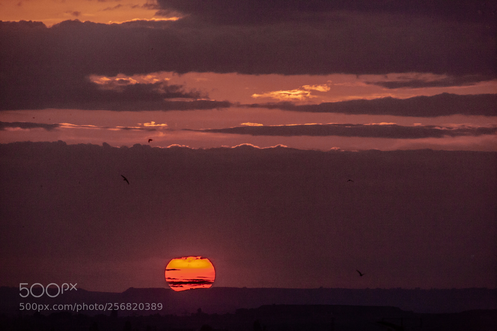 Canon EOS-1Ds Mark II sample photo. Garrigues sunset photography