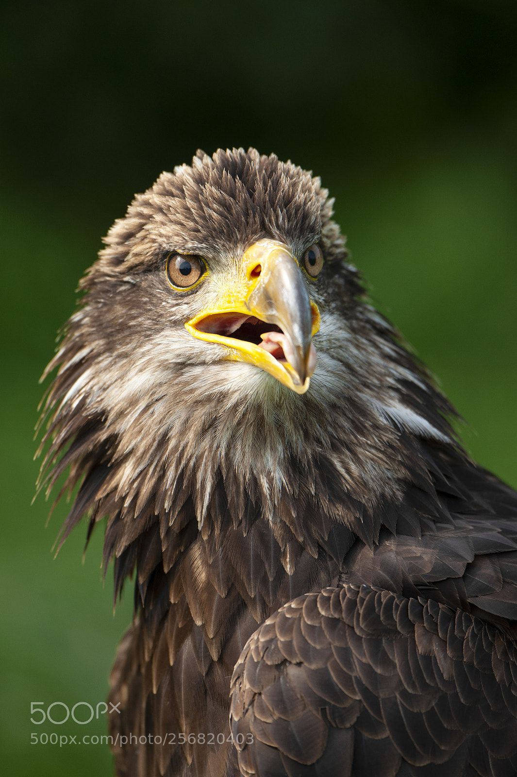 Nikon D700 sample photo. Bald eagle photography