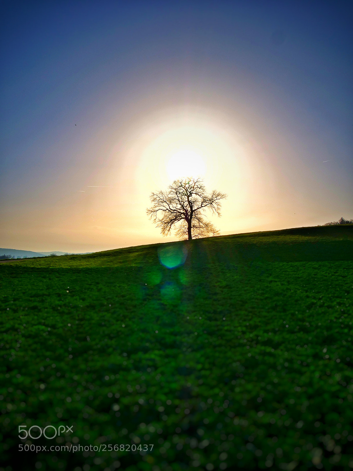 Panasonic Lumix DC-G9 sample photo. The old tree on photography