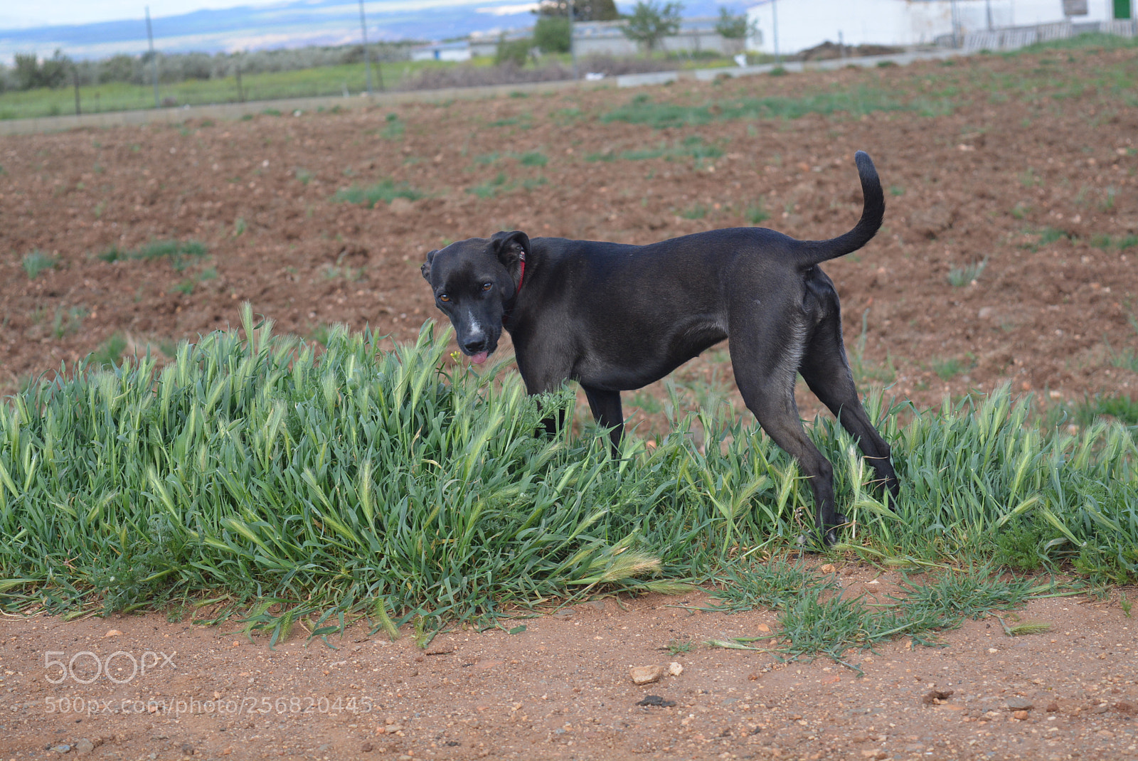 Nikon D5200 sample photo. Granada photography