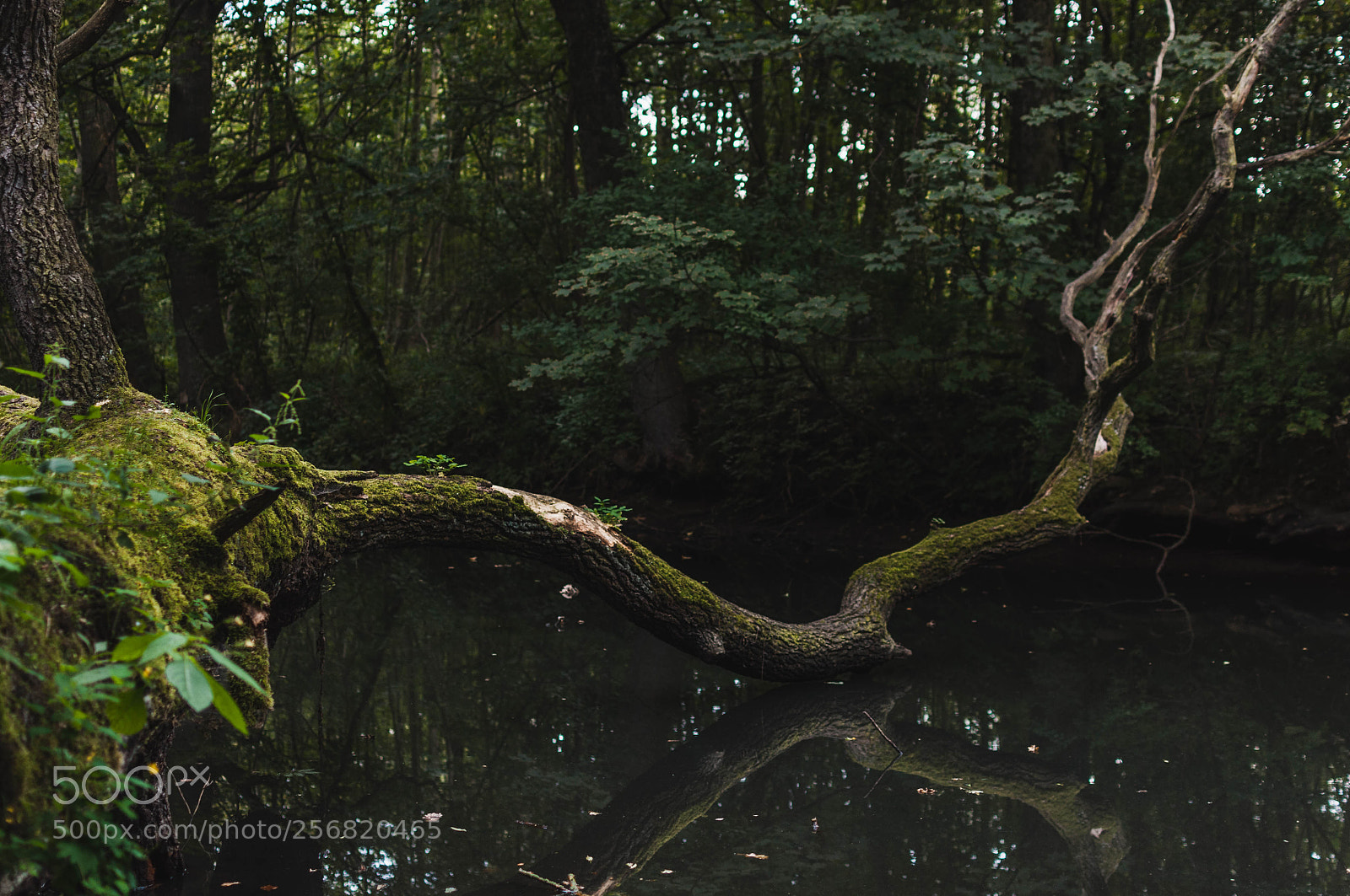 Nikon D90 sample photo. Branch photography