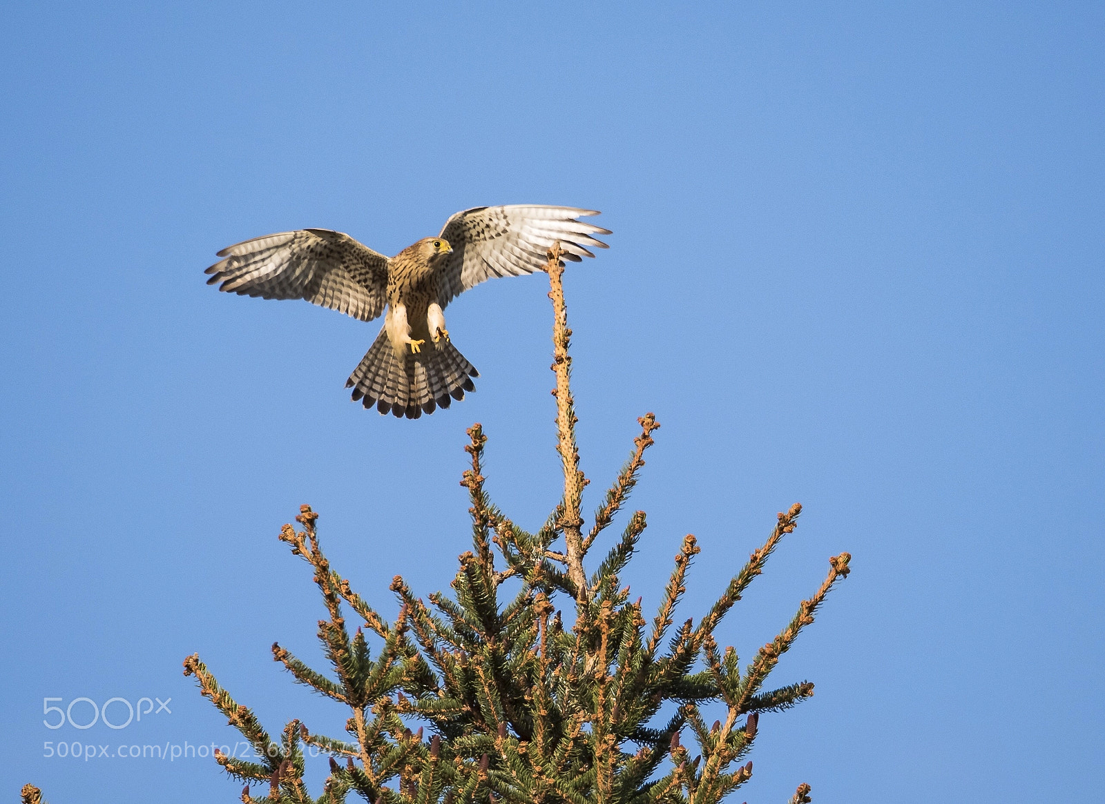 Nikon D750 sample photo. Turmfalke photography