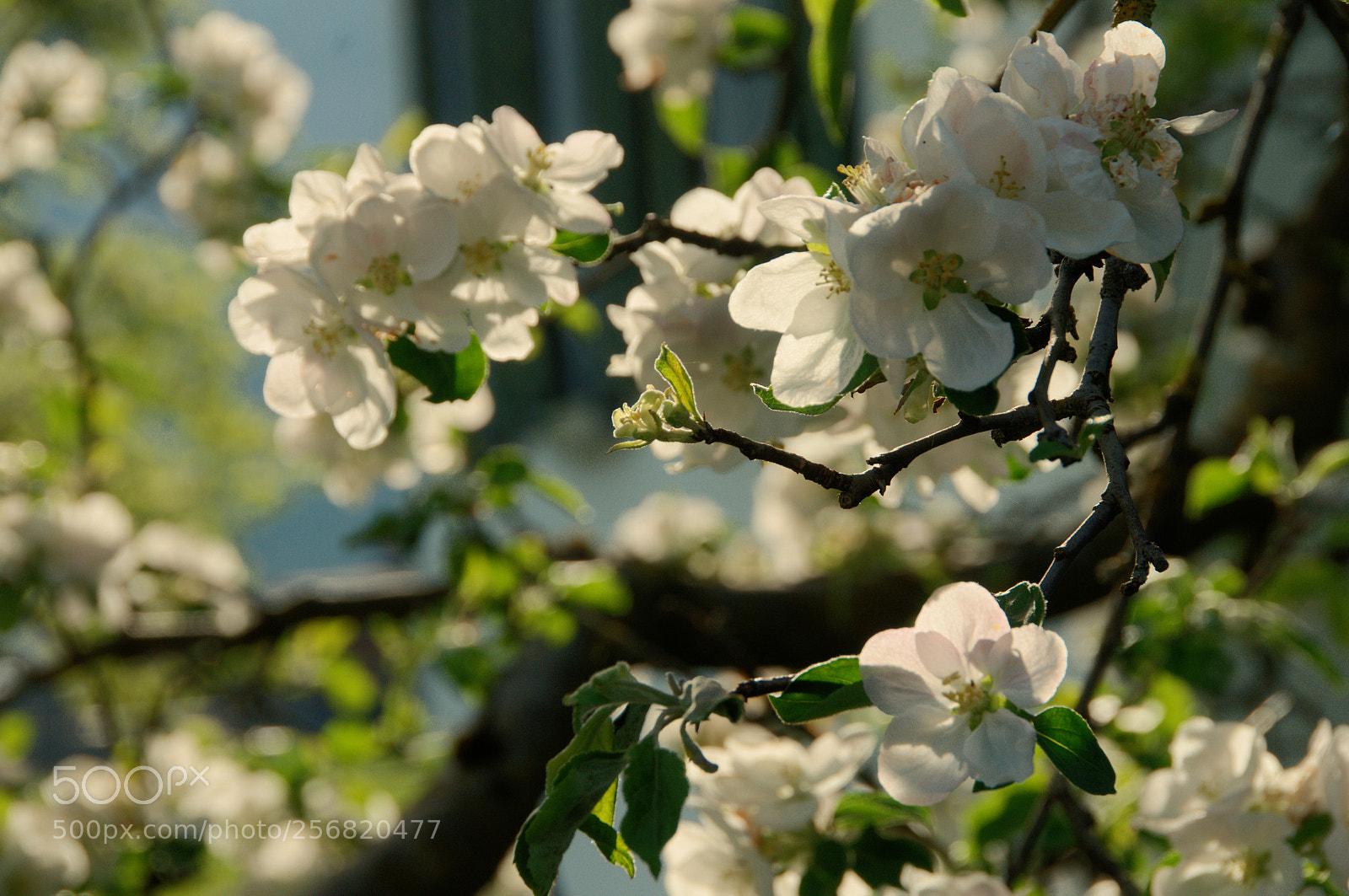 Nikon D300 sample photo. Apple blossom photography