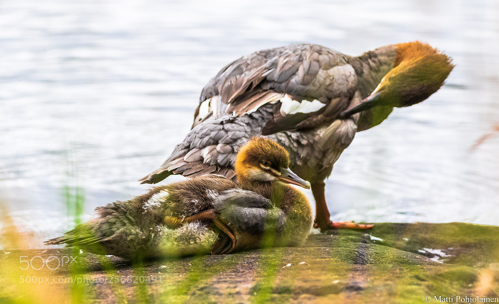 Canon EOS 7D Mark II sample photo. Common merganser photography