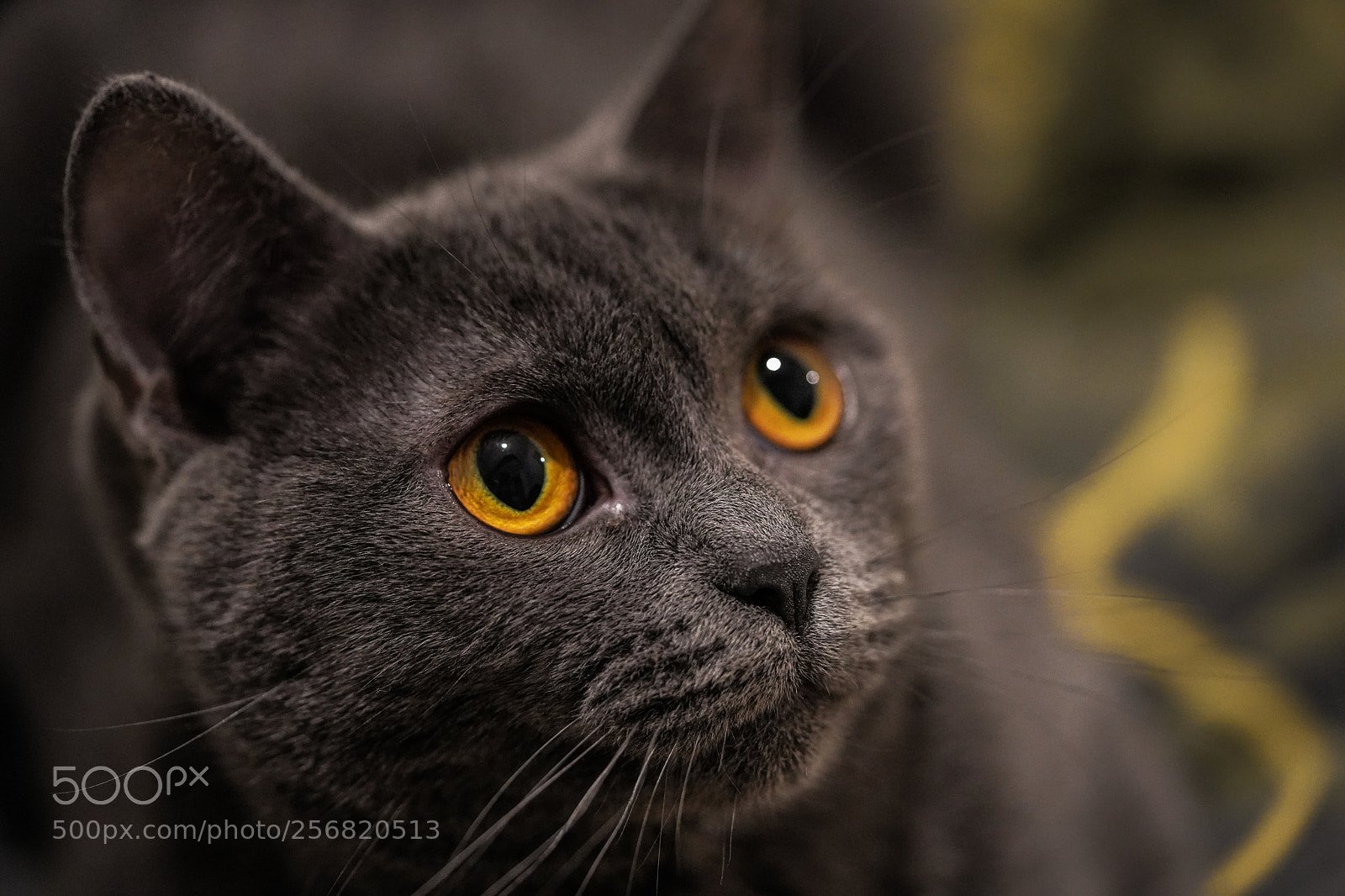 Sony a7 III sample photo. Cat photography