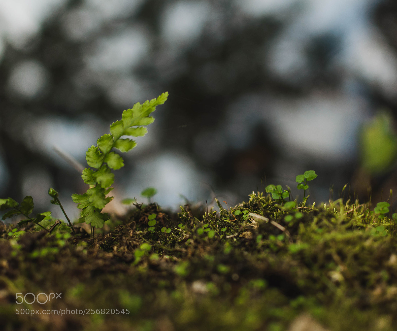 Nikon D90 sample photo. Grow. photography